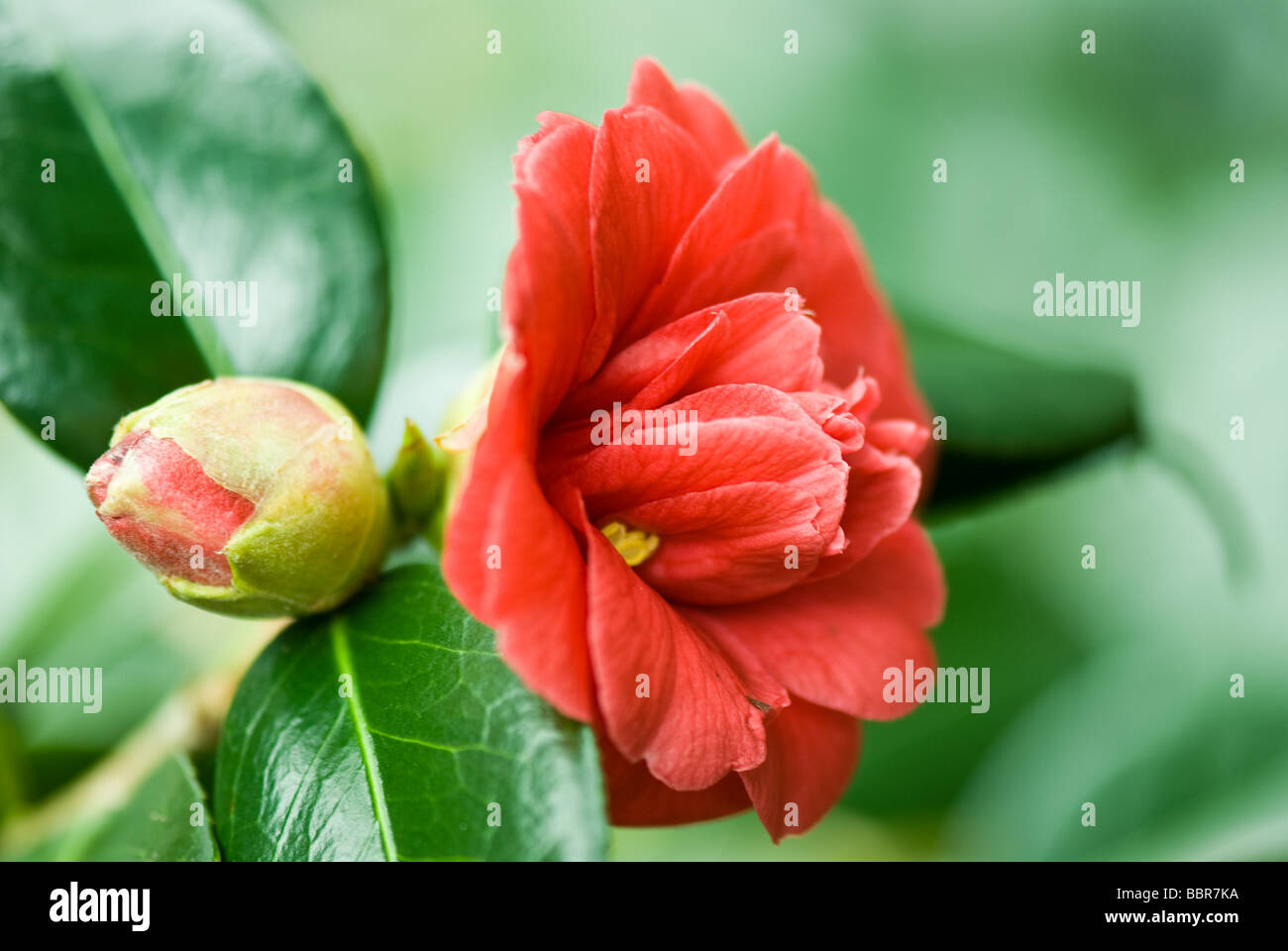 Camellia japonica ELEGANS Stock Photo