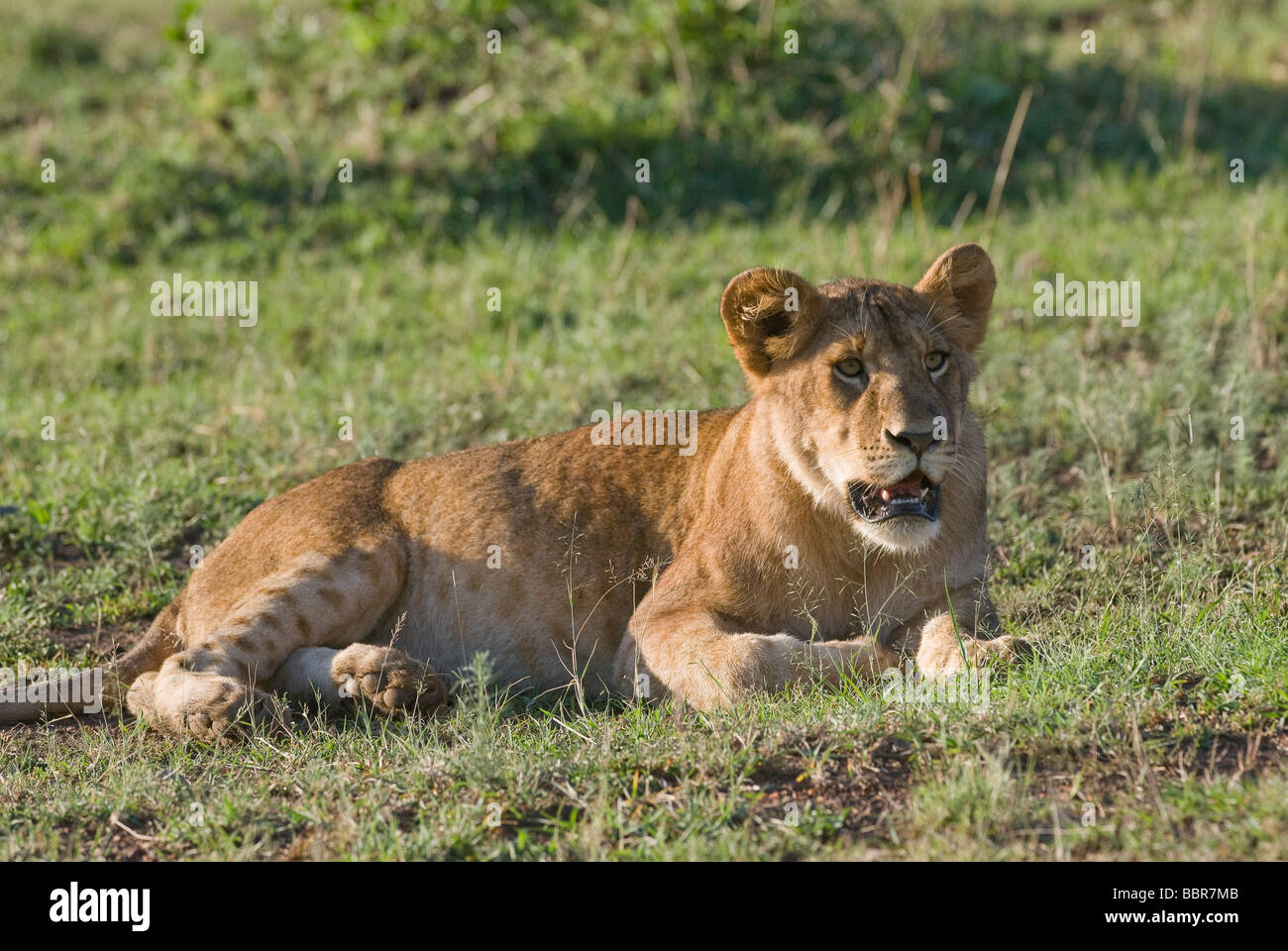 young lion Panthera leo Masai Mara KENYA East Africa Stock Photo - Alamy