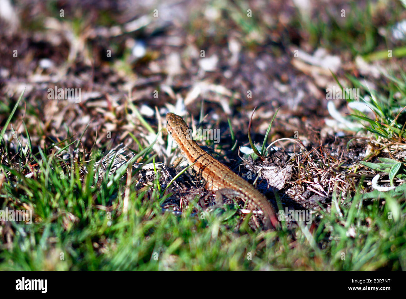 A common lizard in the grass Stock Photo