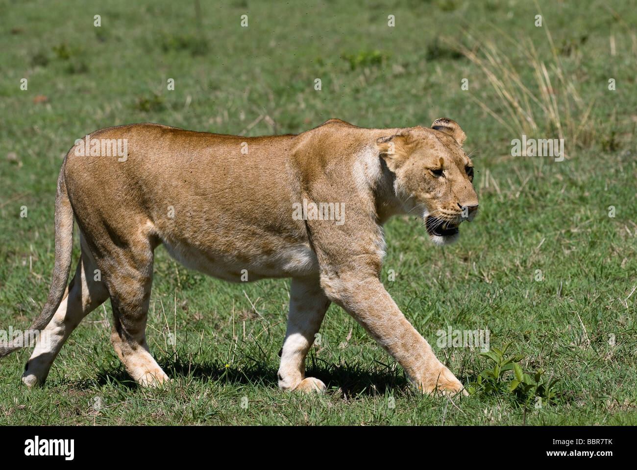 lion Panthera leo lioness walking Masai Mara KENYA East Africa Stock ...