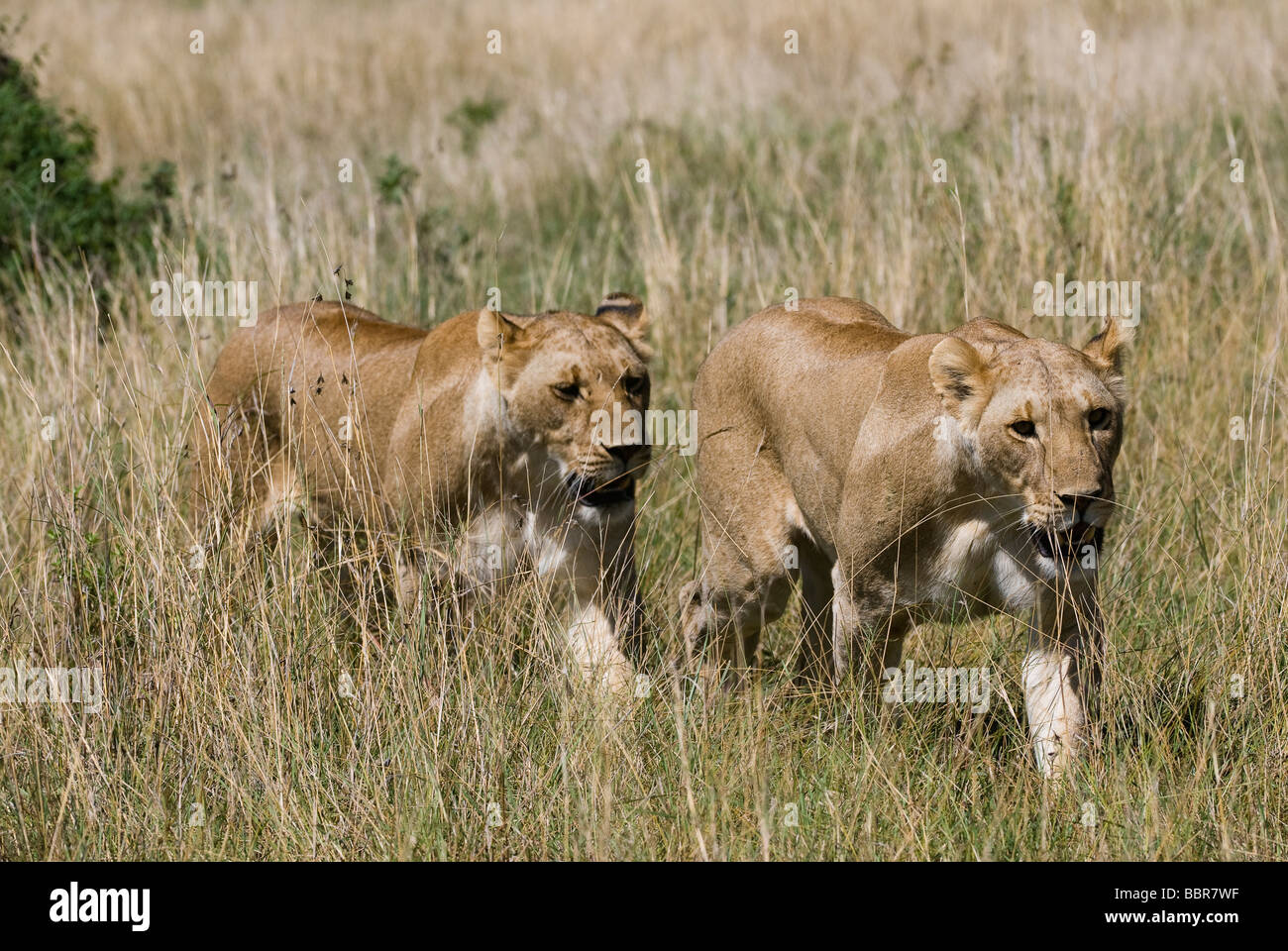lion Panthera leo lioness walking Masai Mara KENYA East Africa Stock ...