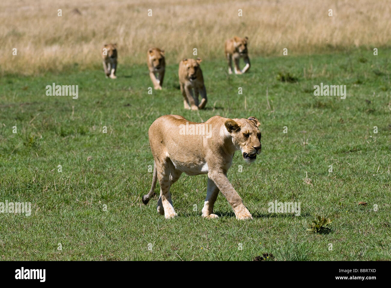 lion Panthera leo lioness walking Masai Mara KENYA East Africa Stock ...