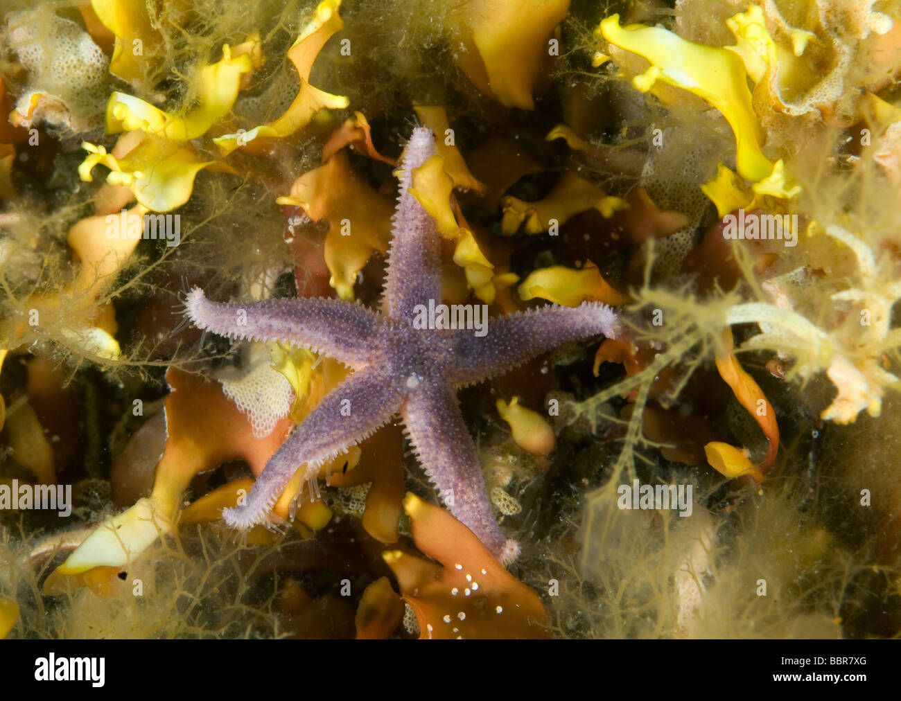 Starfish - Asterias rubens, underwater Sweden Stock Photo