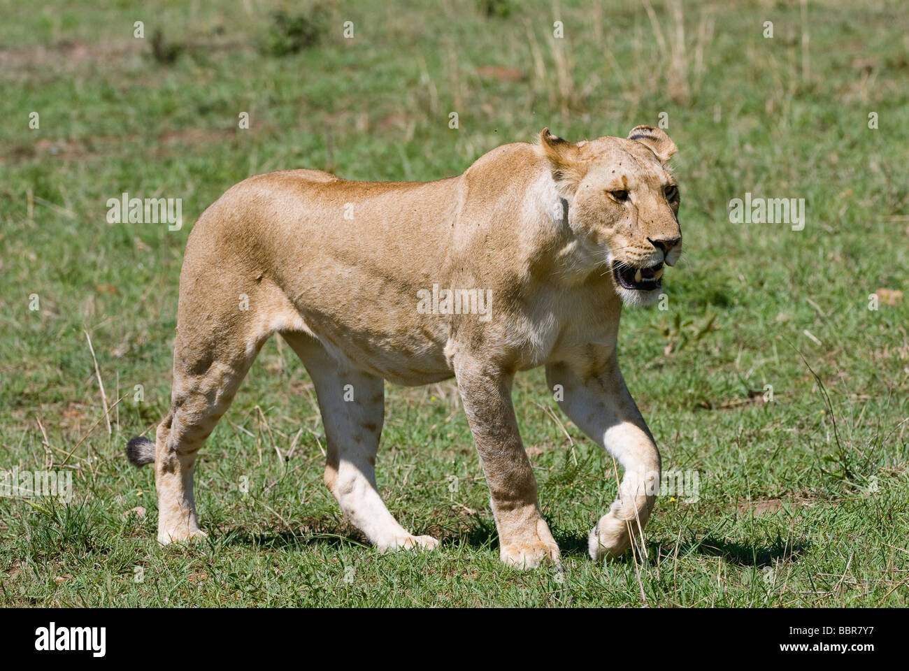 lion Panthera leo lioness walking Masai Mara KENYA East Africa Stock ...
