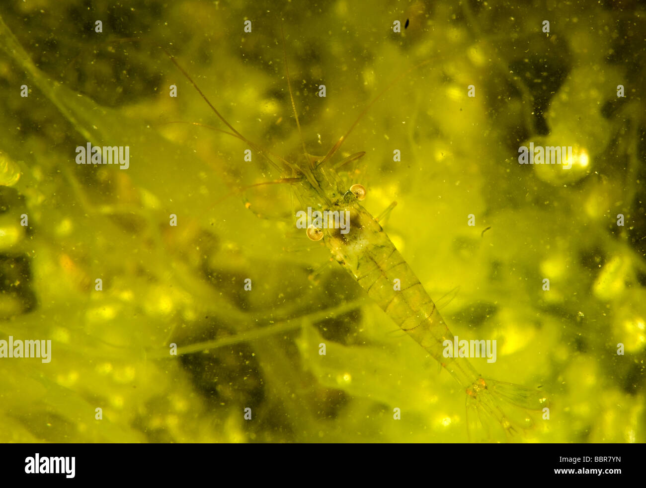 Rock Shrimp amongs green alges, Sweden Stock Photo