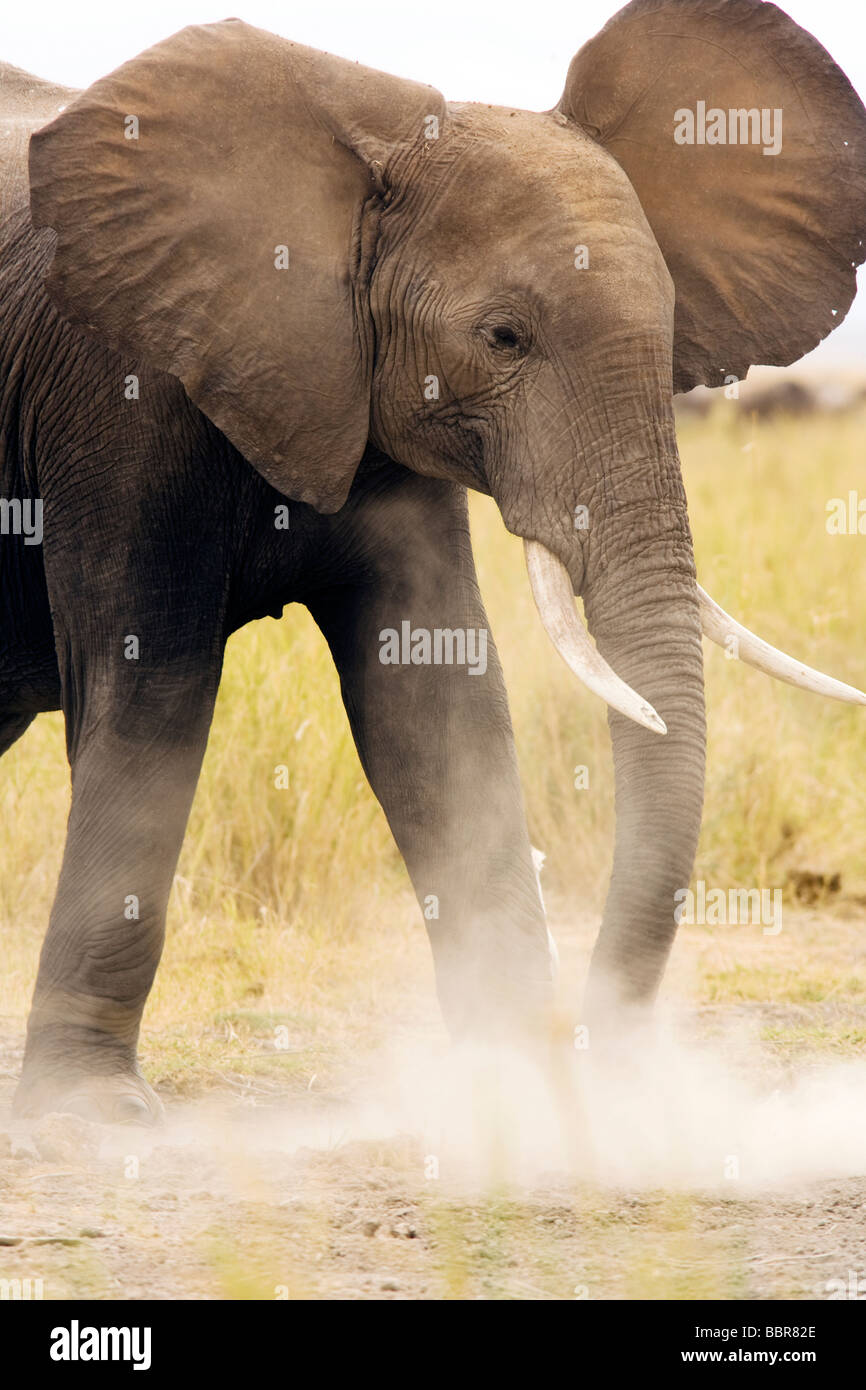 Young elephant with ears flapping Amboseli National Park, Kenya Stock Photo Alamy