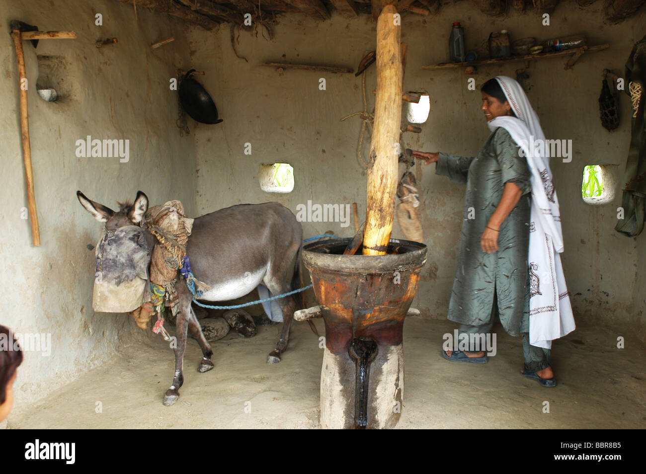 Churning milk to make butter and cheese using a mule with a bag over its eyes in a mud hut Stock Photo