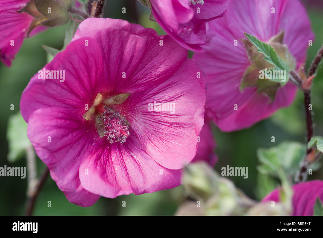 Tree mallow flowers hi-res stock photography and images - Alamy