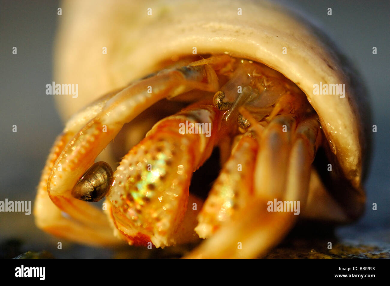 Hermit crab inside shell hi-res stock photography and images - Alamy