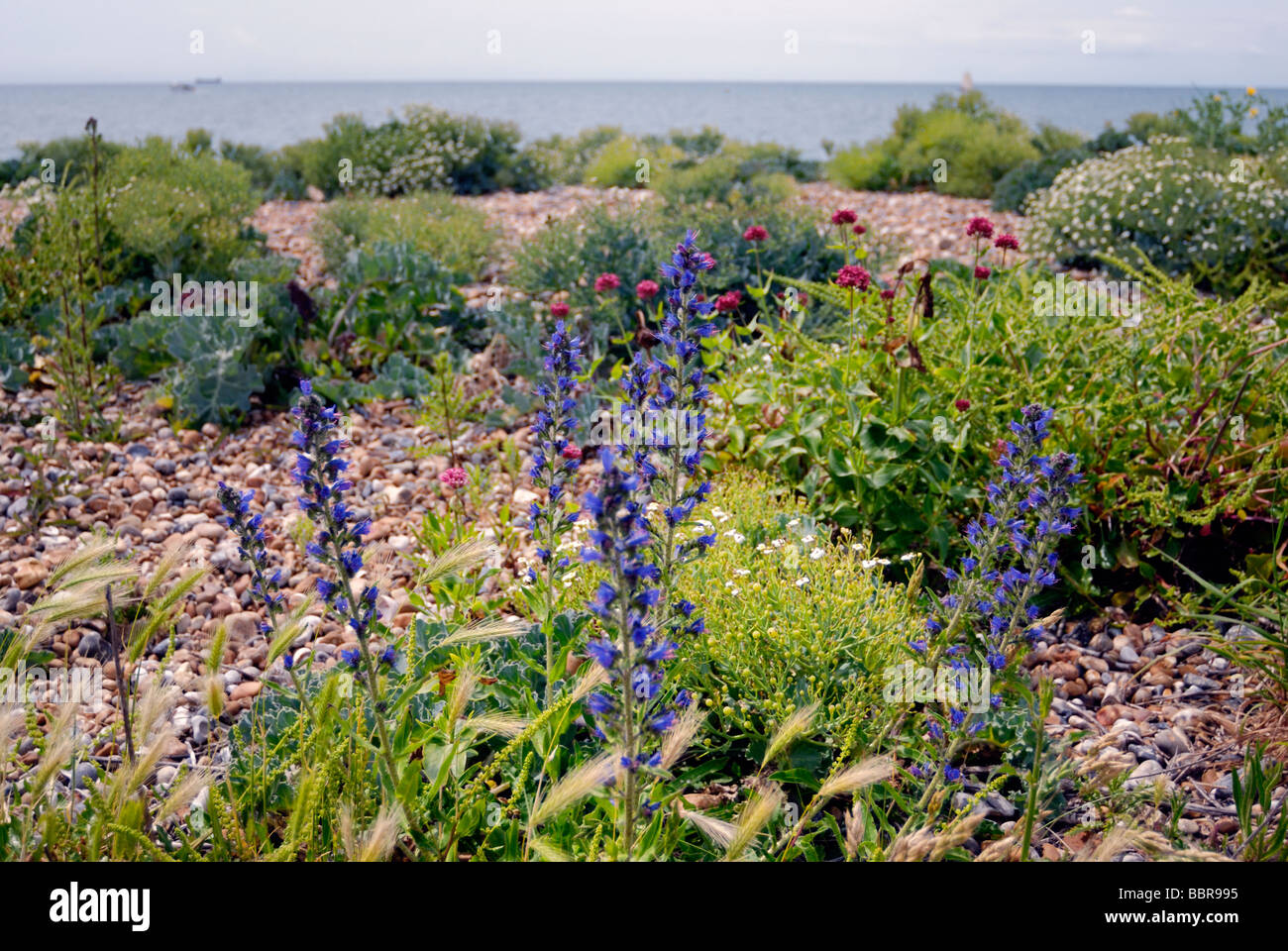 Wild flowers growing on Shoreham beach local nature reserve Stock Photo