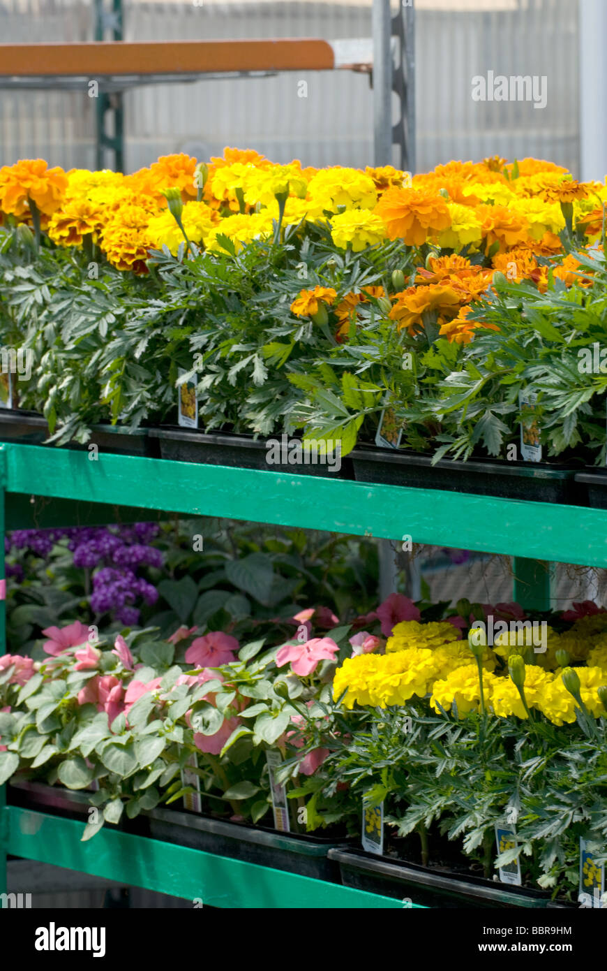 Racks for flowering plants at nursery Stock Photo Alamy