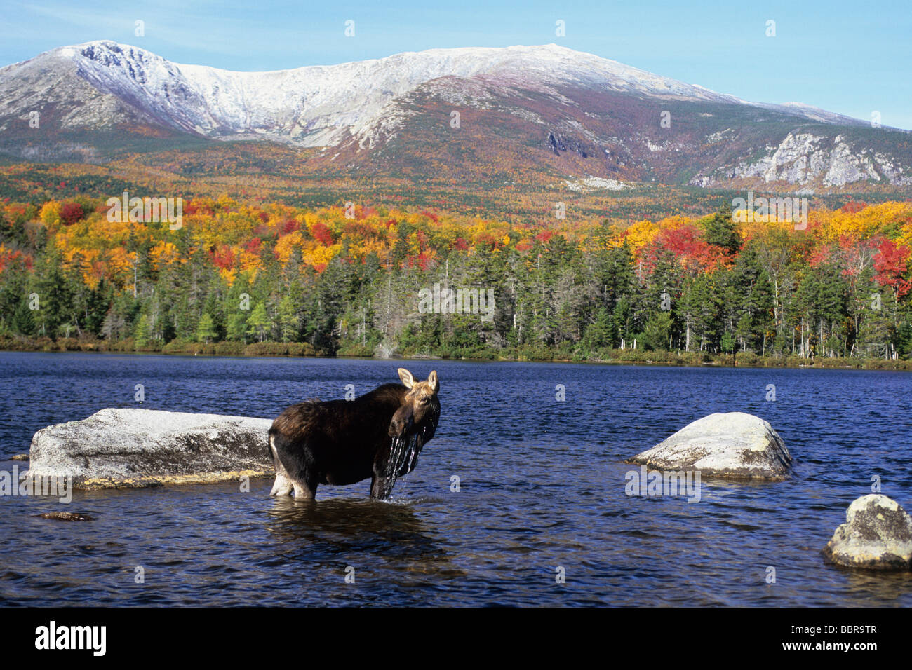 Moose (Alces alces) Stock Photo
