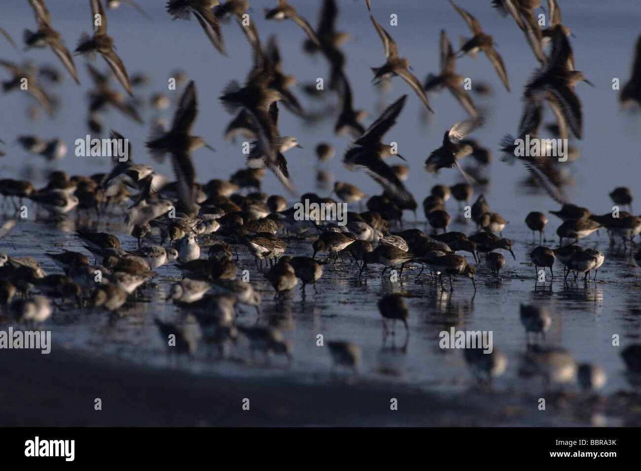 Migrating shorebirds, Spring migration Stock Photo