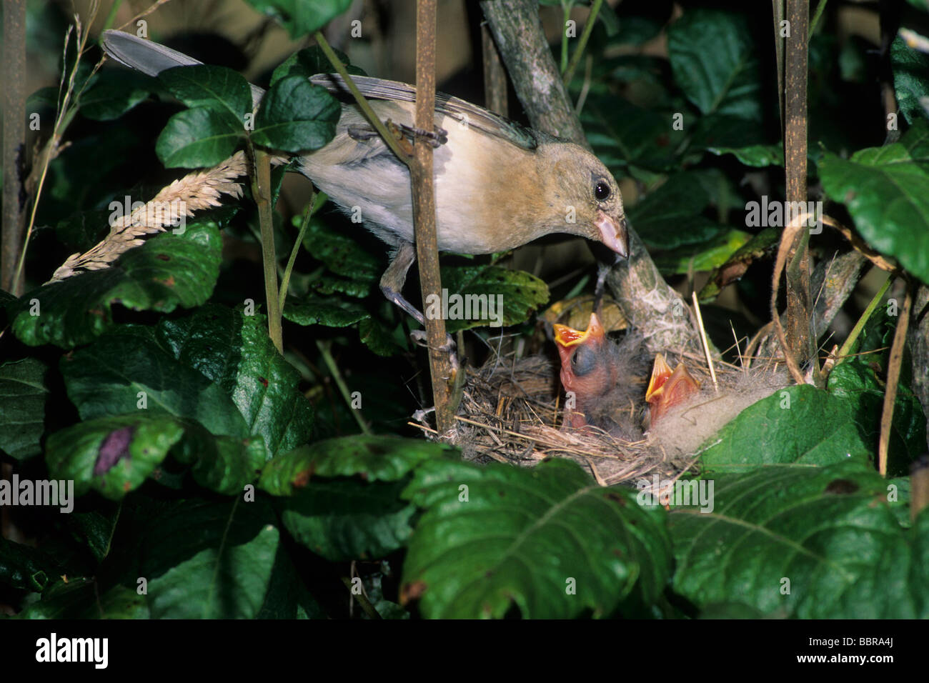 female-lazuli-bunting-passerina-amoena-feeding-young-at-nest-stock
