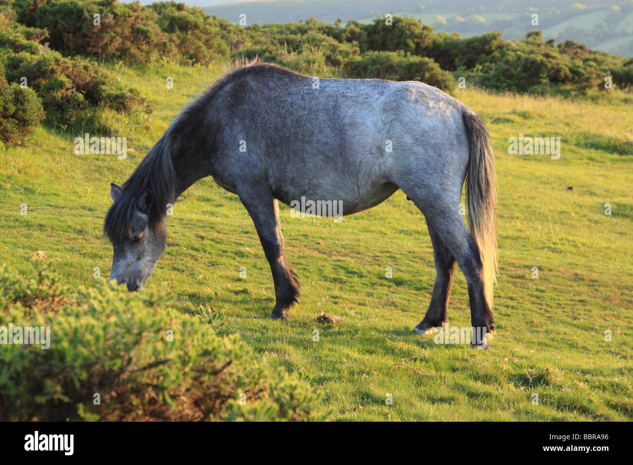 Dartmoor Pony on Bonehill Rocks, Dartmoor, Devon, England, UK Stock