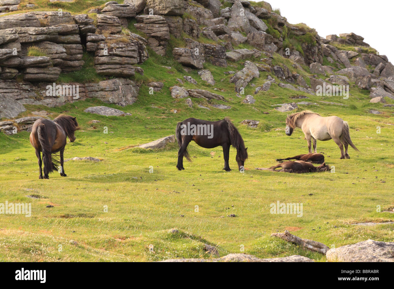 Dartmoor pony trek hires stock photography and images Alamy