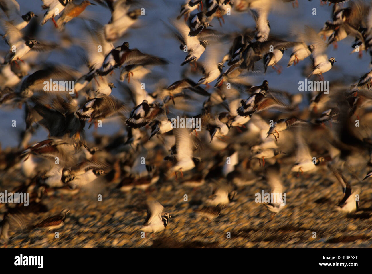 Migrating shorebirds, Spring migration Stock Photo