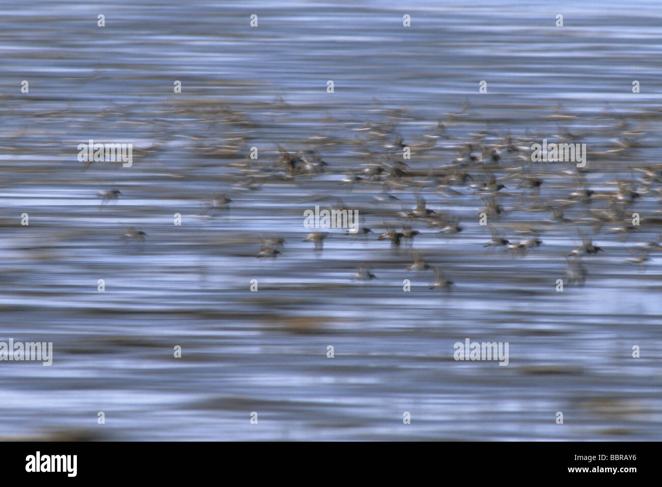 Shorebirds in flight, Spring migration Stock Photo