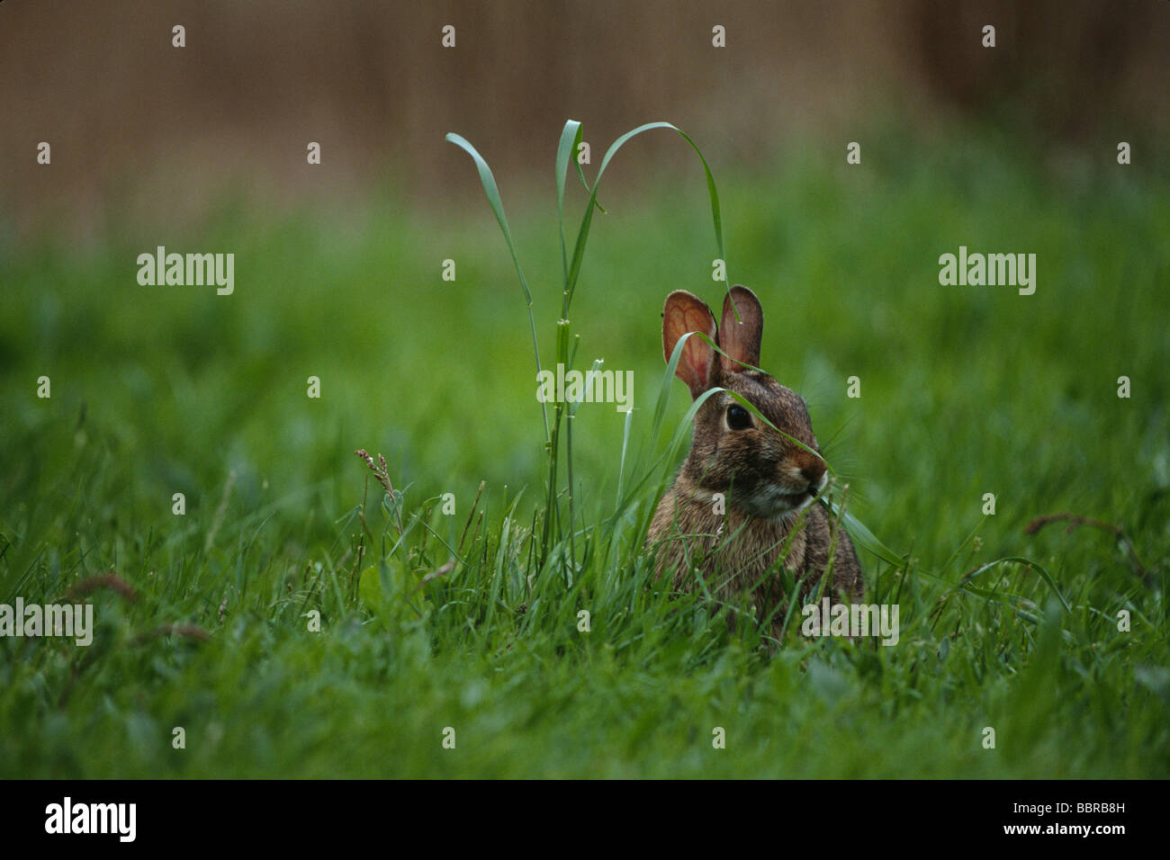 Brush rabbits hi-res stock photography and images - Alamy