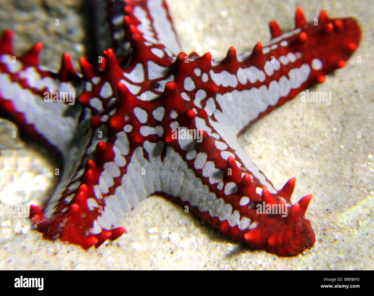 African Red-knobbed Starfish, Protoreaster linckii, Asteroidea, Echinodermata, Indian Ocean Stock Photo