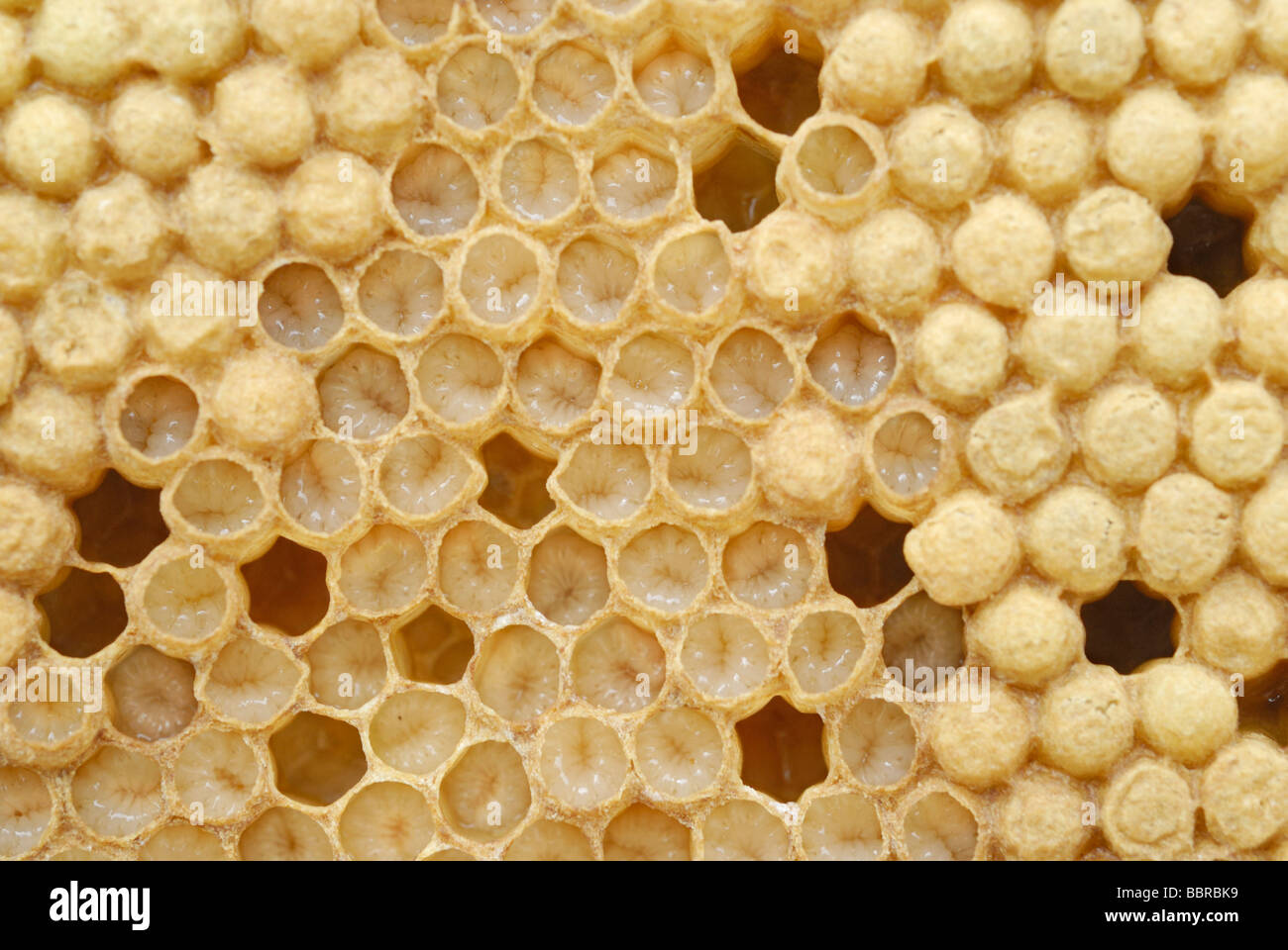 Honey Bee (Apis mellifera) drone larvae in brood cells shortly before the transition into the pupae stage Stock Photo