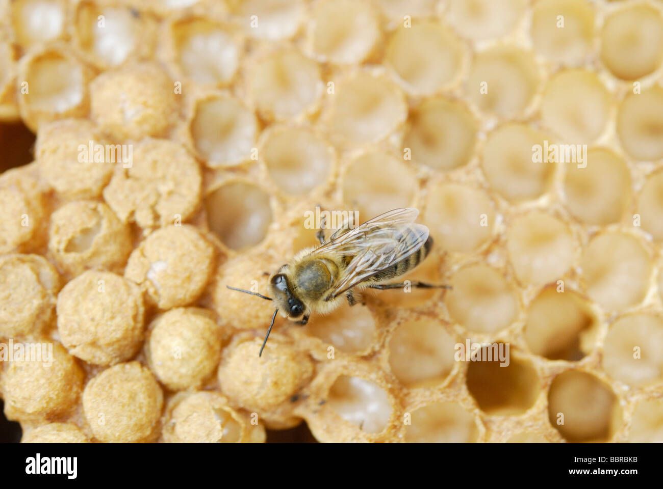 Honey Bee (Apis mellifera) drone larvae in brood cells shortly before the transition into the pupae stage, with some cells alre Stock Photo