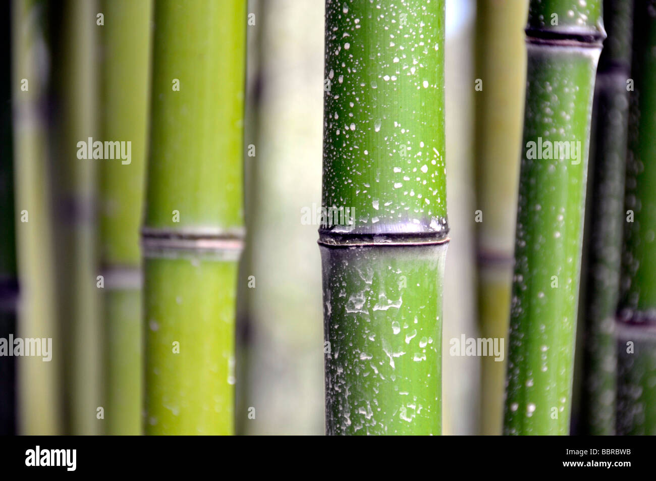 Grass bamboo (Phyllostachys viridi-glaucescens), China, Asia Stock Photo