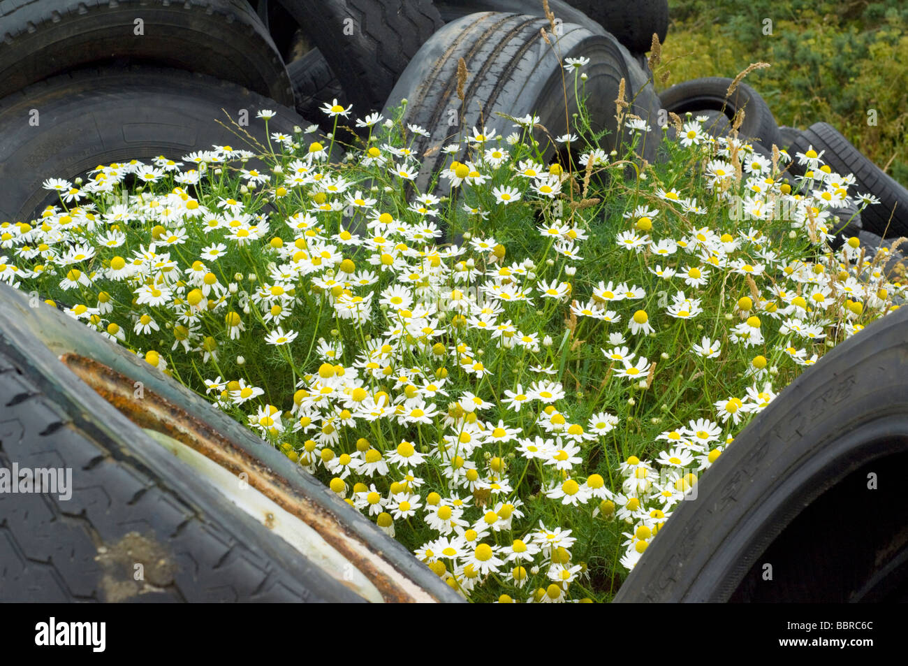 Scentless Mayweed, Tripleurospermum inodorum, growing among piles of abandoned vehicle tyres. Stock Photo