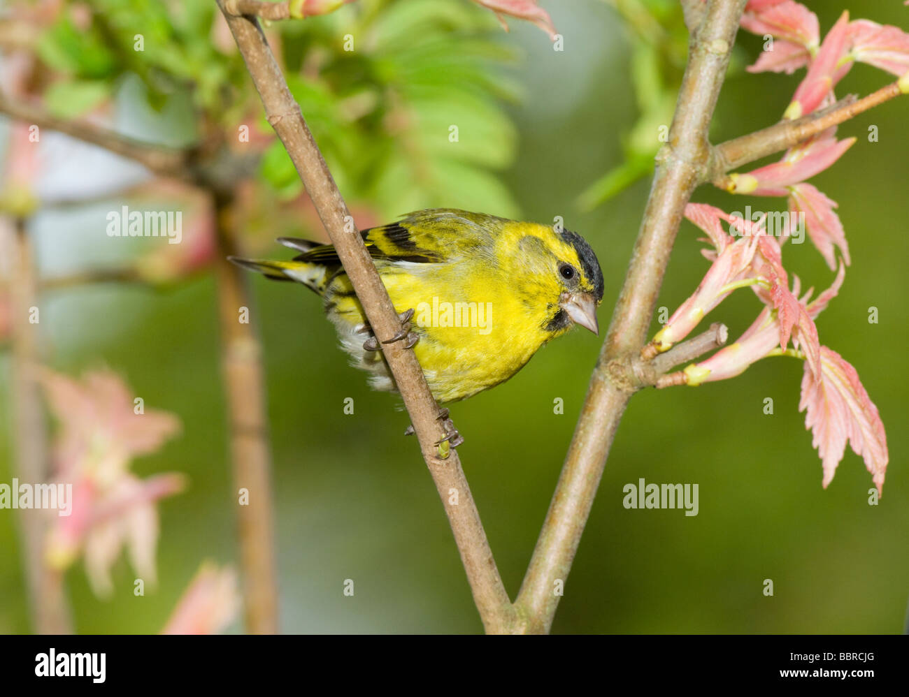 Siskin, Carduelis spinus, adult male perched in a Japanese Maple tree in a garden in spring. Stock Photo