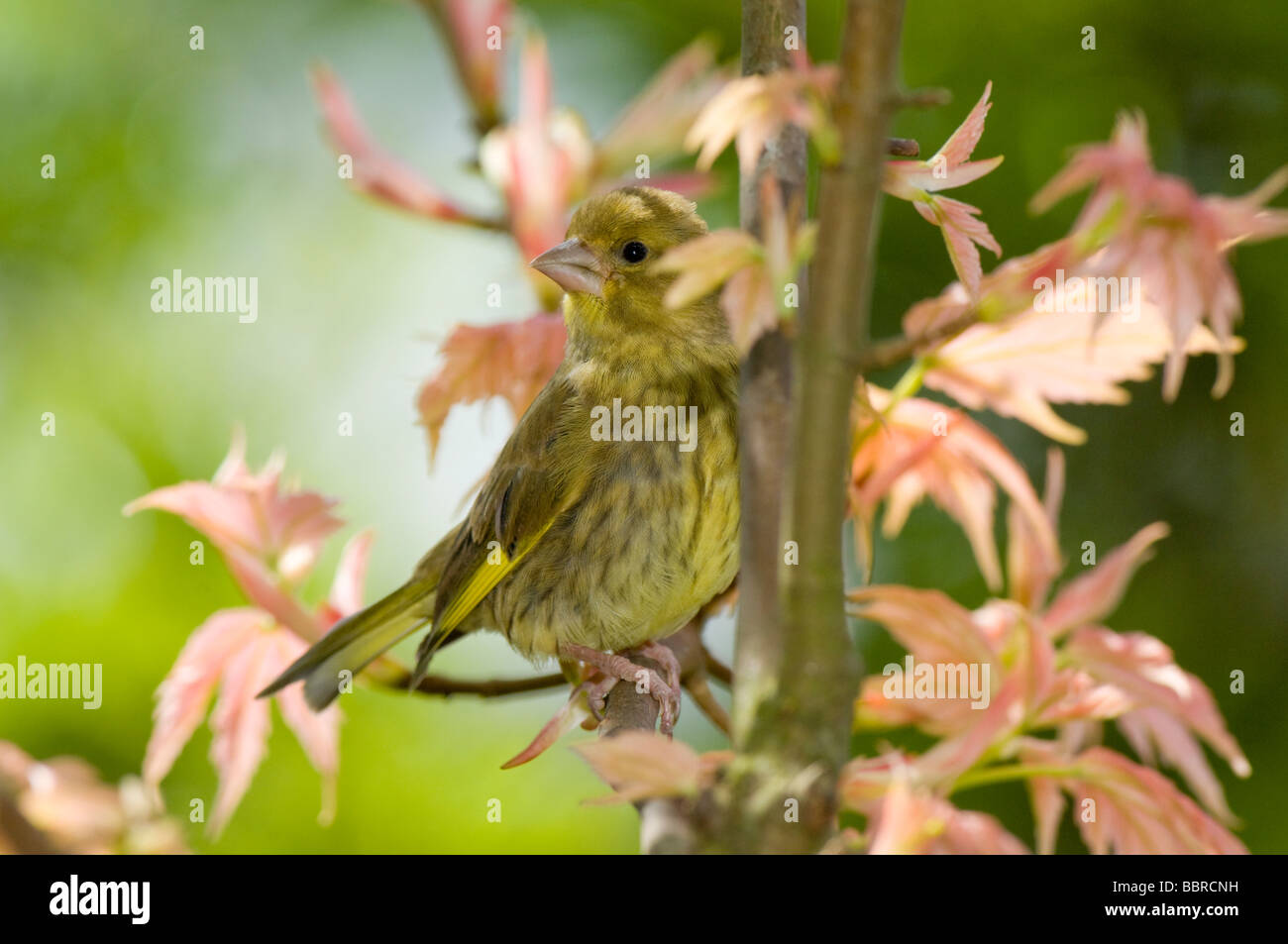 Greenfinch, Carduelis chloris, young juvenile or fledgeling perched in a Japanese Maple tree in a garden in spring. Stock Photo