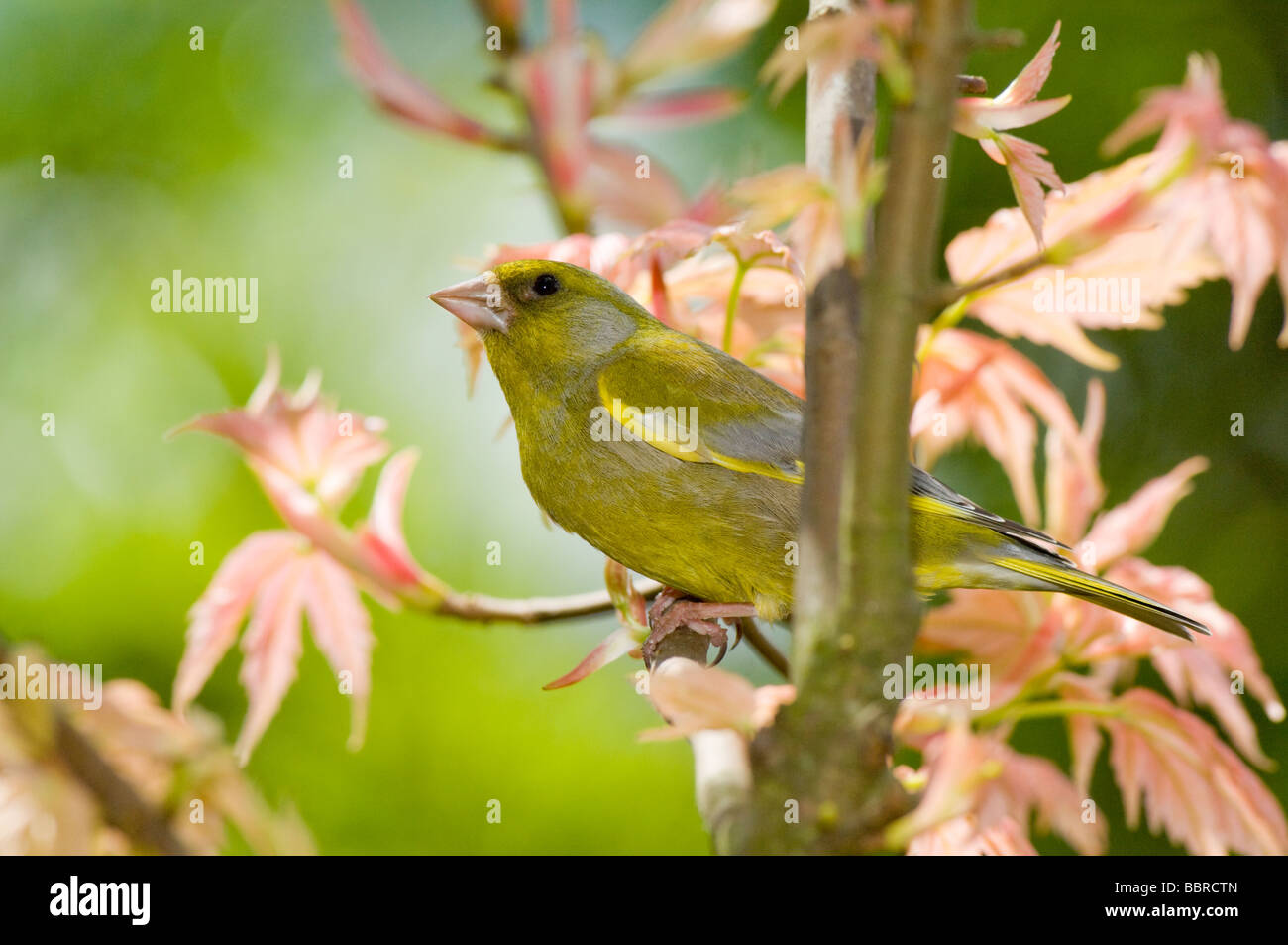 Greenfinch, Carduelis chloris, adult male perched in a Japanese Maple tree in a garden in spring. Stock Photo