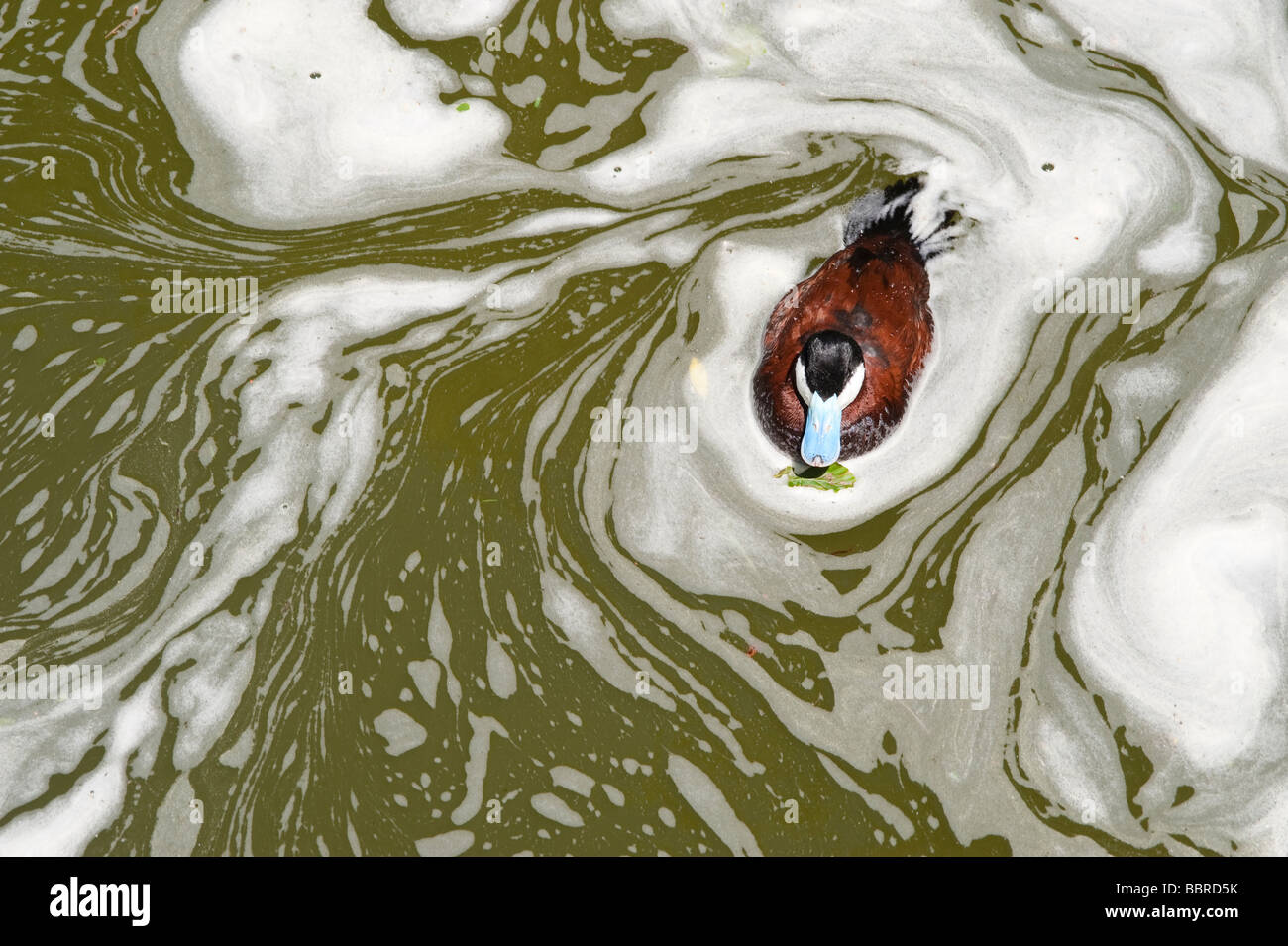 Male Ruddy duck in water with algae bloom at the Woodland Park Zoo Seattle Washington State USA Stock Photo