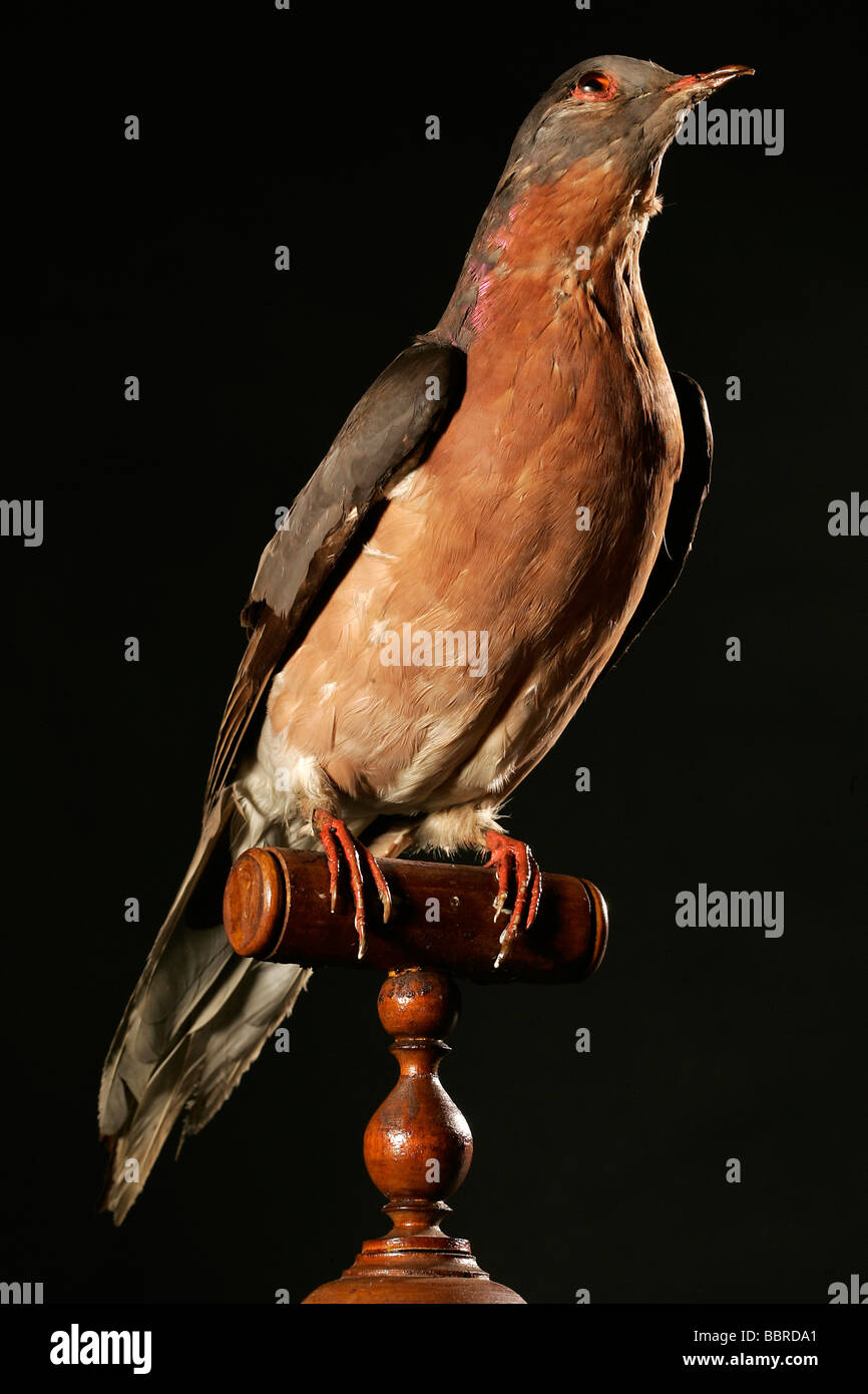 CARRIER PIGEON, EXTINCT SPECIES, MUSEUM OF NATURAL HISTORY IN ROUEN