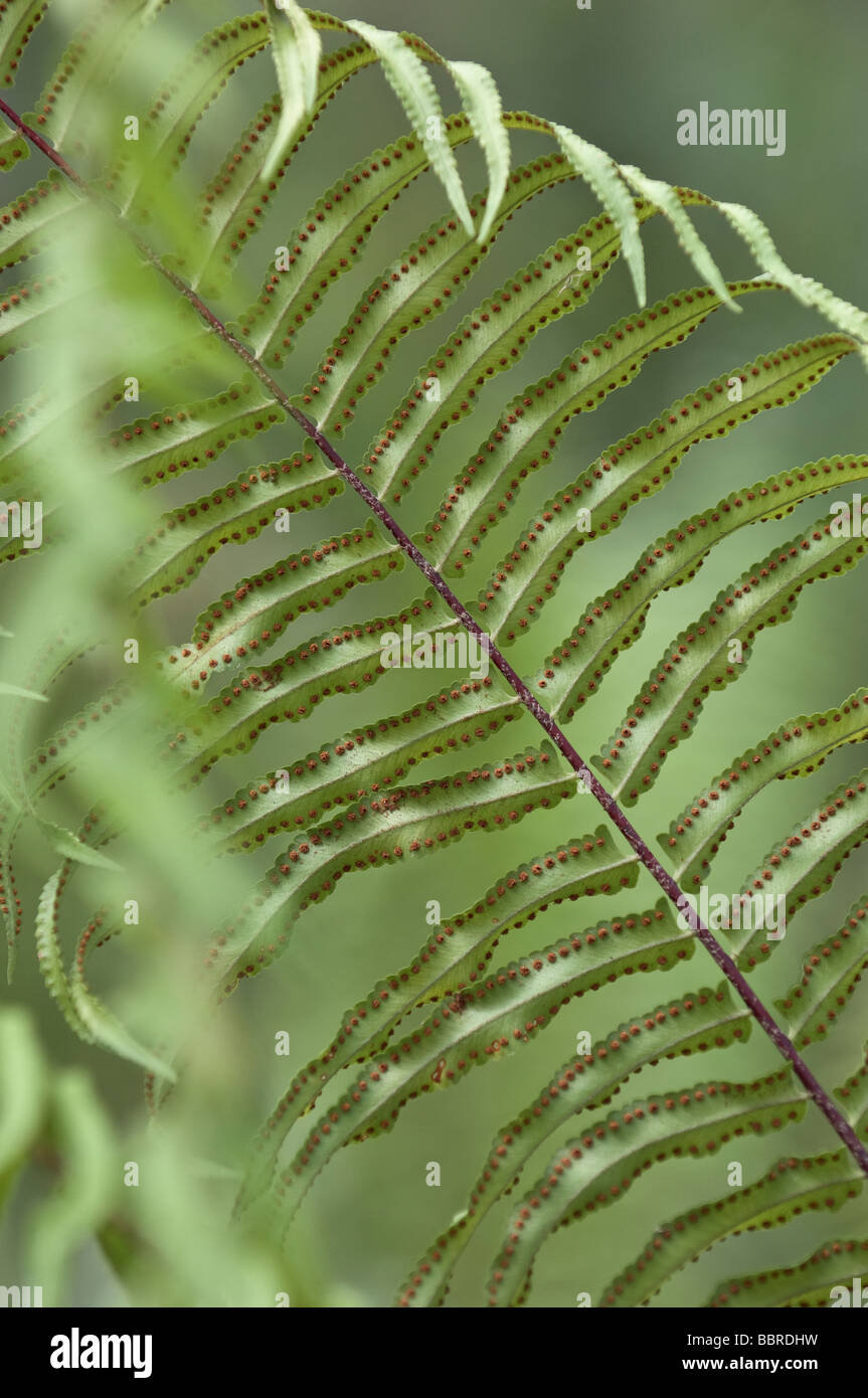 underside of fern leaves showing sori or spores Stock Photo