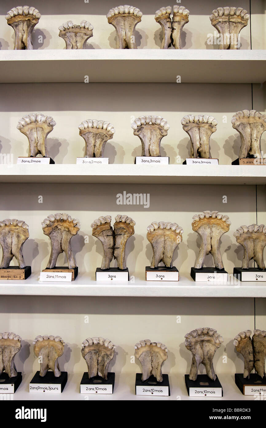 COW JAWS, FRAGONARD MUSEUM, NATIONAL VETERINARY SCHOOL OF ALFORT