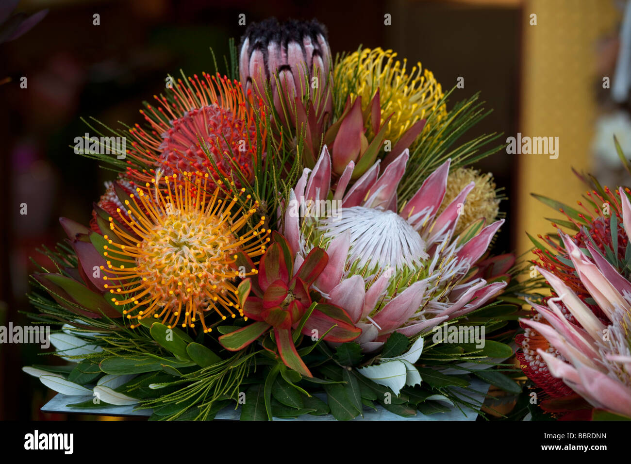 Sunrise Country Market Protea Flower Upcountry Maui Hawaii Stock Photo