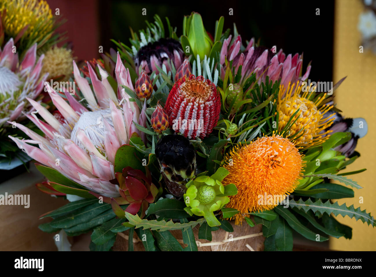 Maui Protea Flower Plants – Lehua's Forest, Flower Arrangements