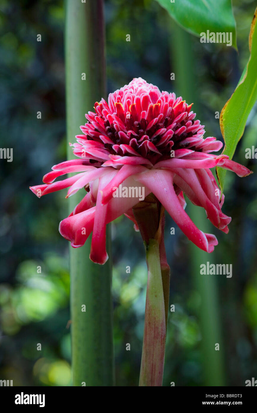 Torch Ginger Tropical Gardens of Maui Iao Valley Maui Hawaii Stock