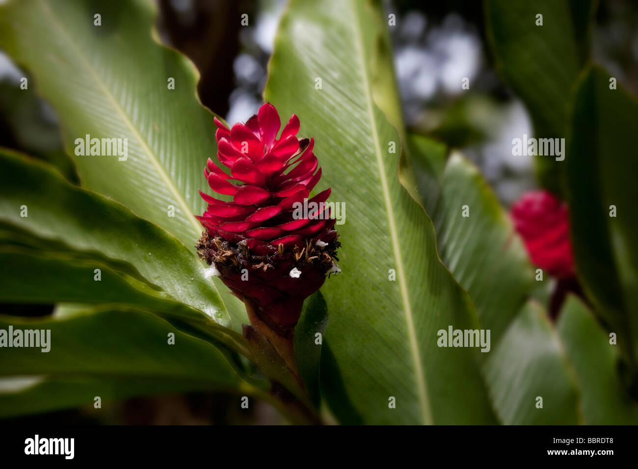 Red torch Ginger Tropical Gardens of Maui Iao Valley Maui Hawaii Stock
