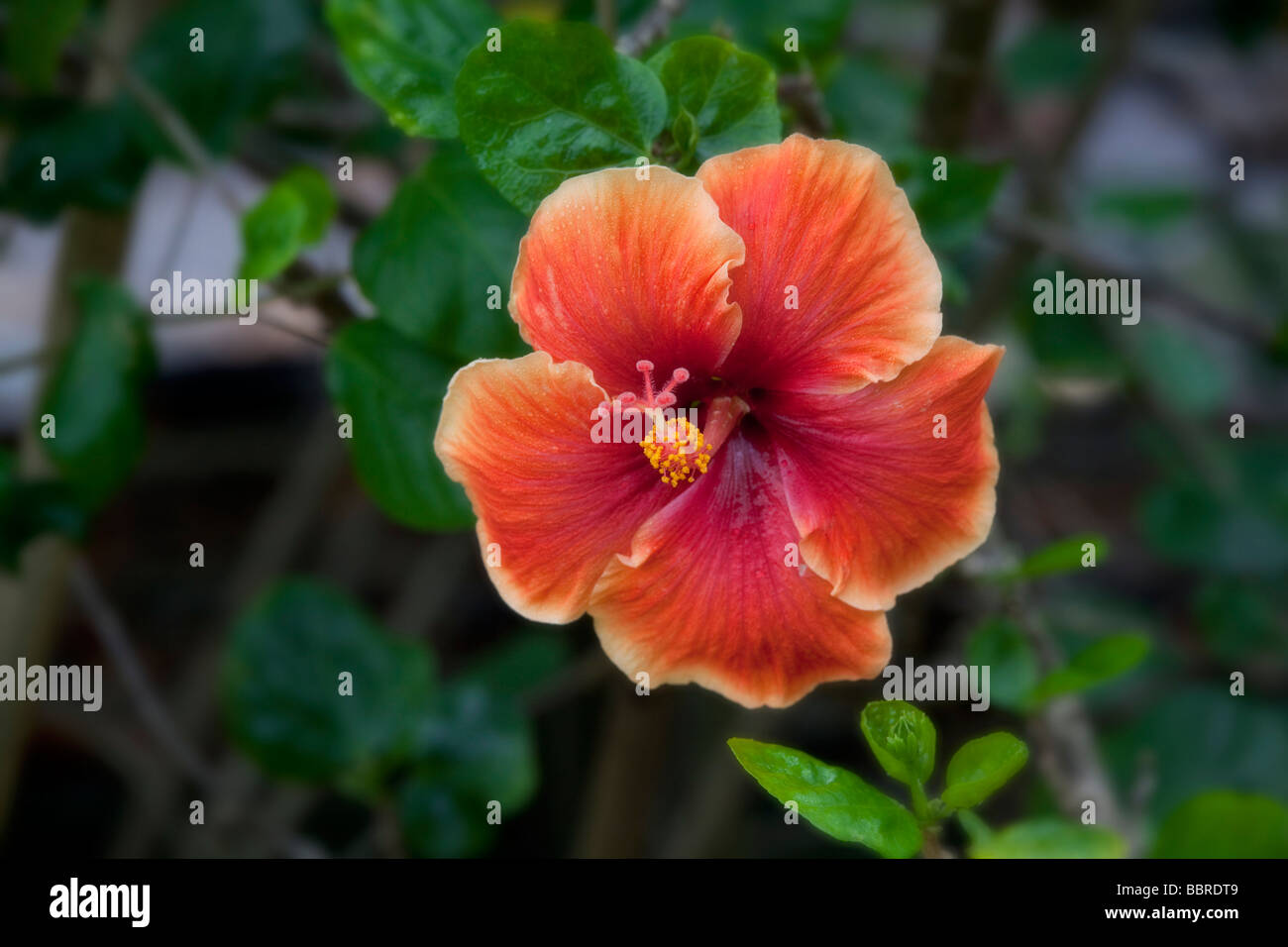 Hibiscus flower Tropical Gardens of Maui Iao Valley Maui Hawaii Stock
