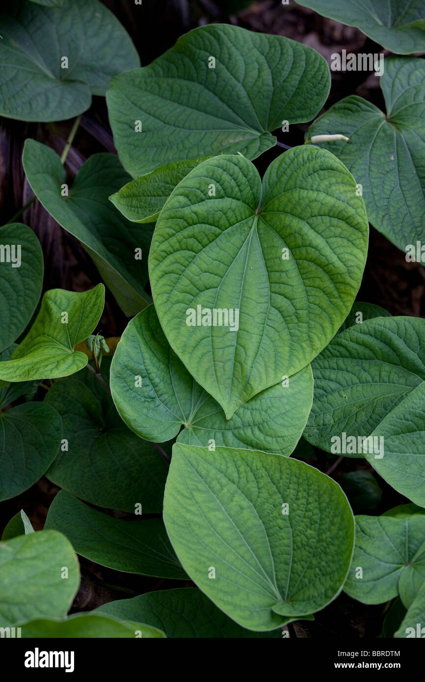 Ava plant for making kava Tropical Gardens of Maui Iao Valley Maui