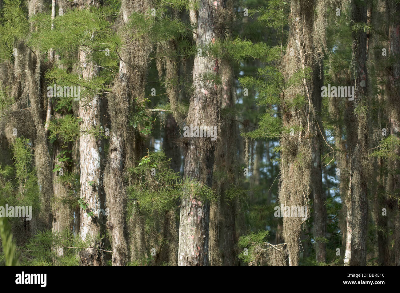 Cypress tree forest hi-res stock photography and images - Alamy