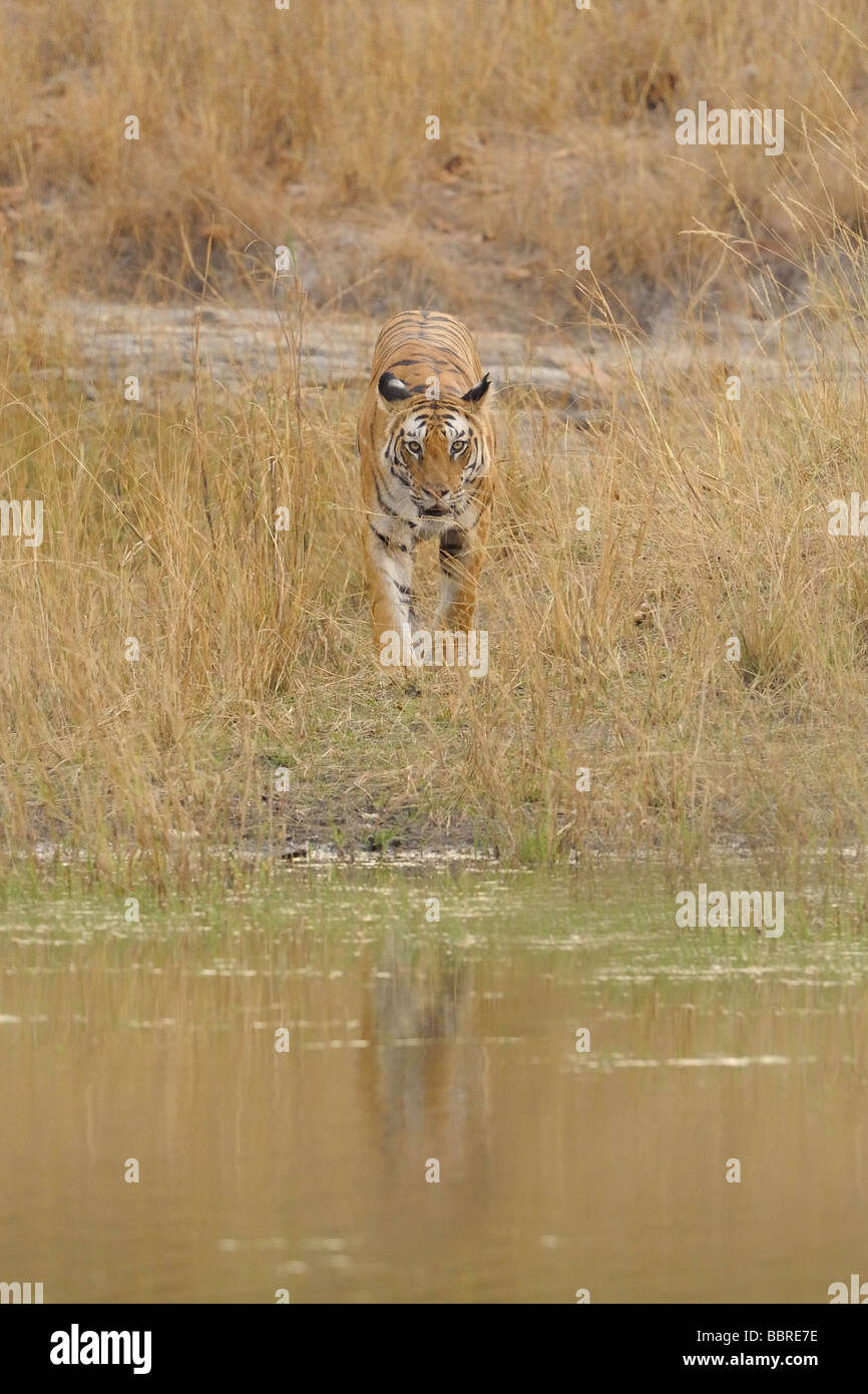 Tiger Headon Stock Photo