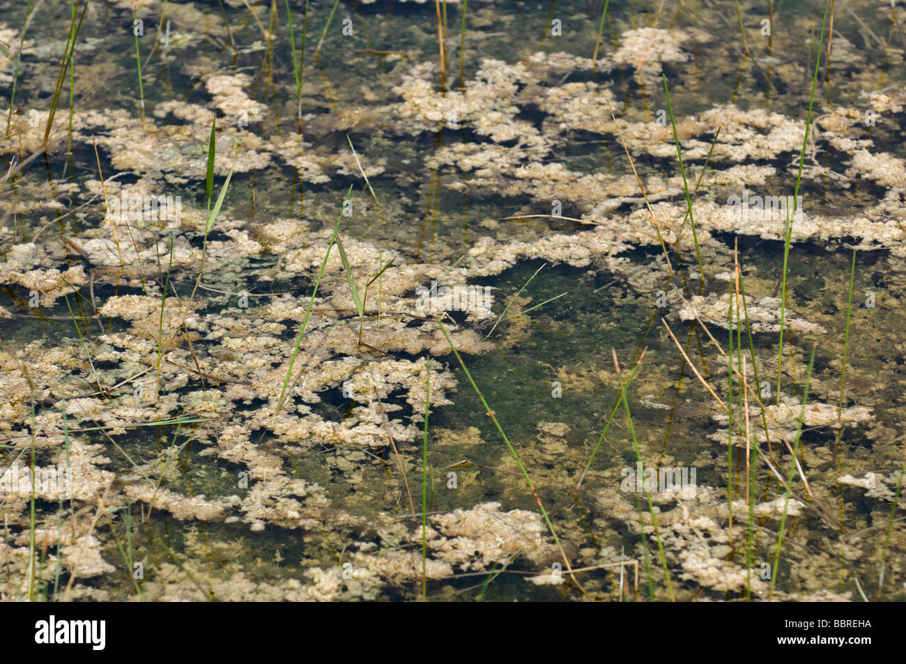 Periphyton hires stock photography and images Alamy