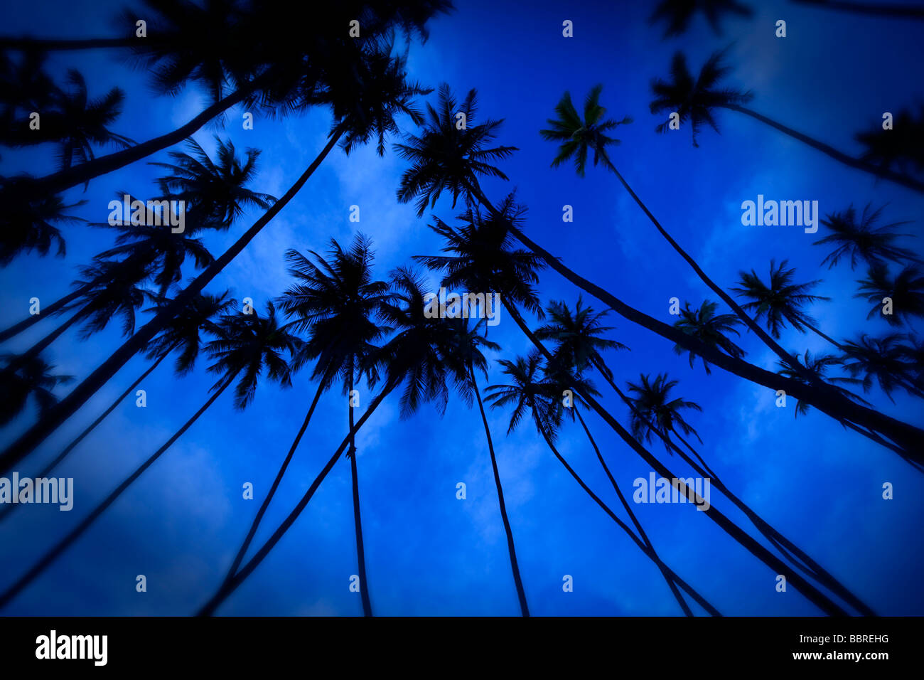 Kapuaiwa Coconut Grove Molokai Hawaii Stock Photo Alamy