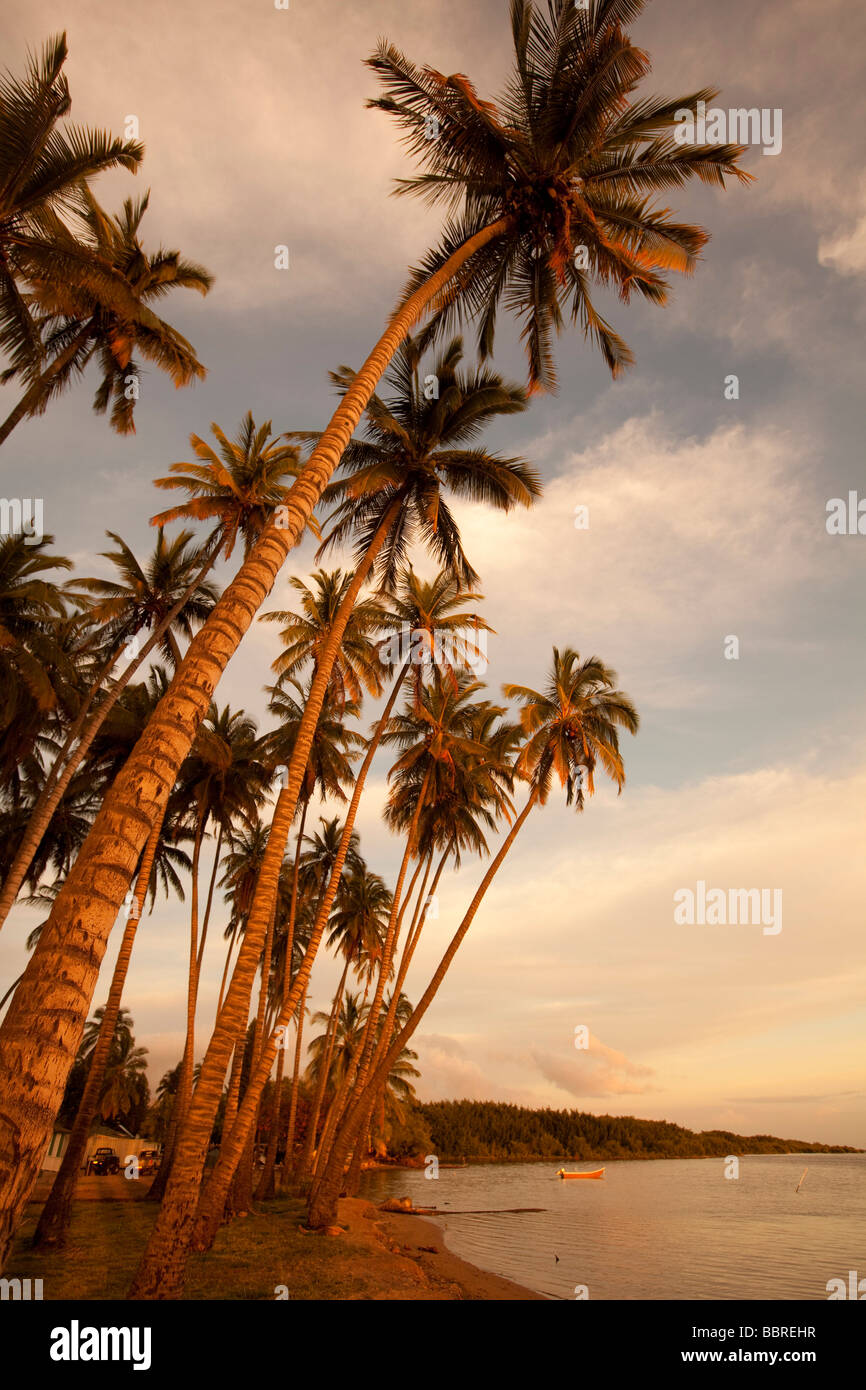 Kapuaiwa Coconut Grove Molokai Hawaii Stock Photo Alamy