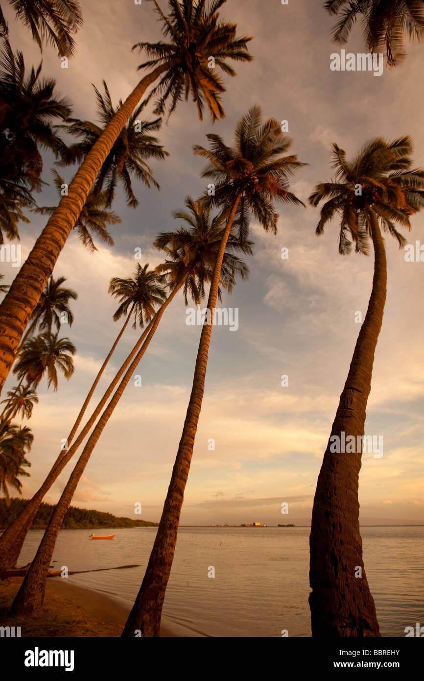 Kapuaiwa Coconut Grove Molokai Hawaii Stock Photo Alamy