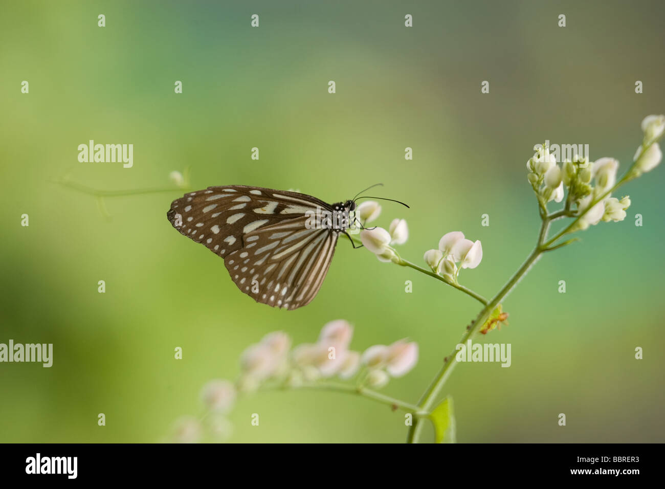 A tropical butterly on the flowers This butterfly can be seen anywhere in Malaysian s rainforest  Stock Photo