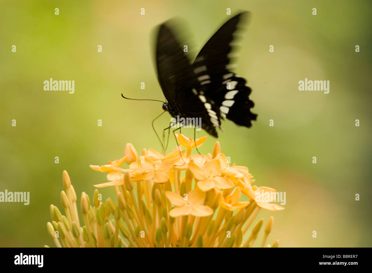 A tropical butterly on the flowers This butterfly can be seen anywhere in Malaysian s rainforest Stock Photo