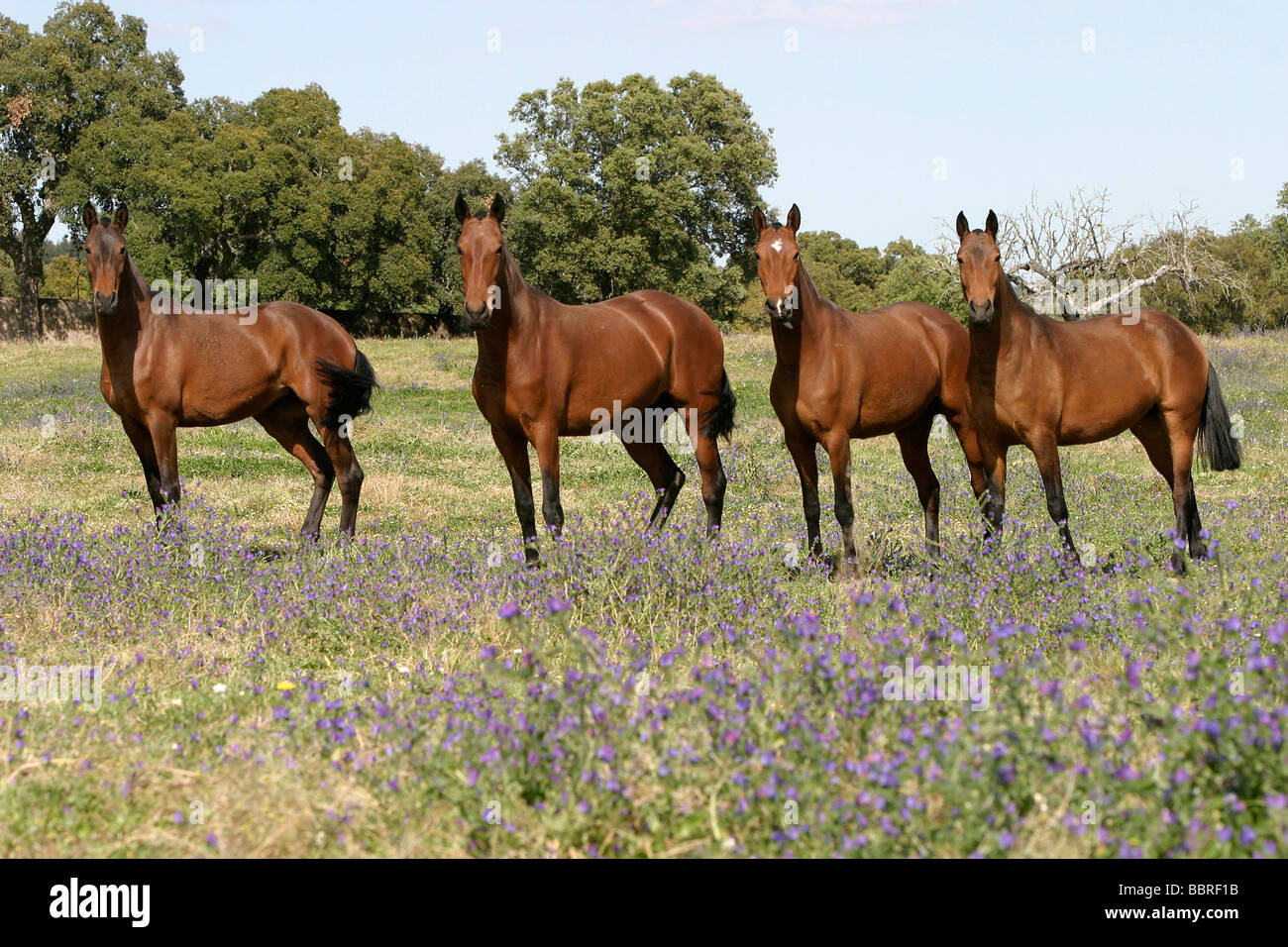 LUSITANIAN HORSES, COUDELARIA DE ALTER, NATIONAL STUD FARM, ALTER DO CHAO, ALENTEJO, PORTUGAL Stock Photo